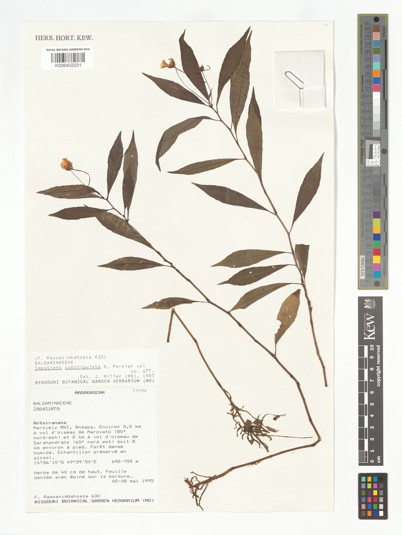 Impatiens substipulata photo 3