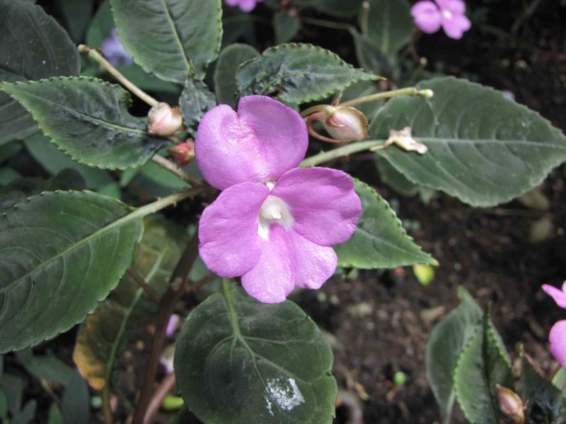 Impatiens substipulata