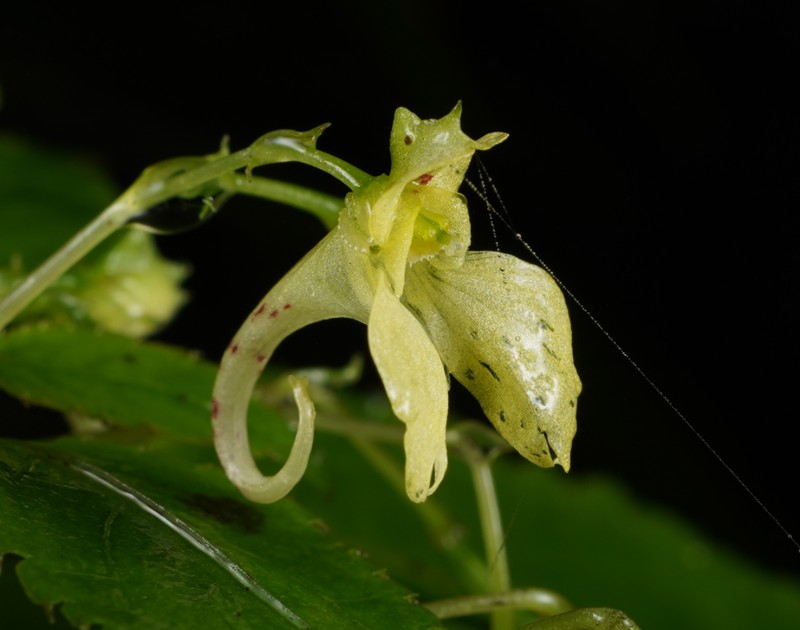 Impatiens suichangensis
