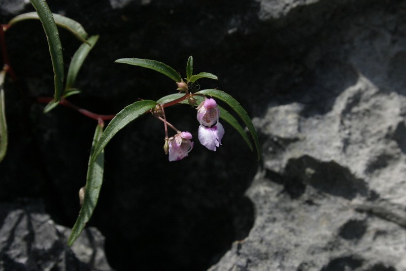 Impatiens suksathanii