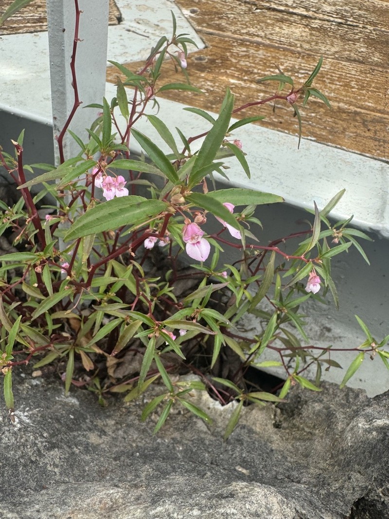 Impatiens suksathanii photo 2