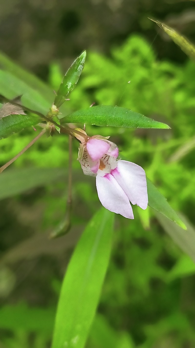 Impatiens suksathanii photo 5