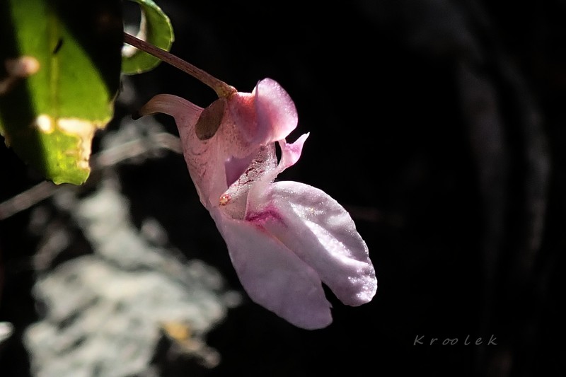 Impatiens suksathanii photo 6