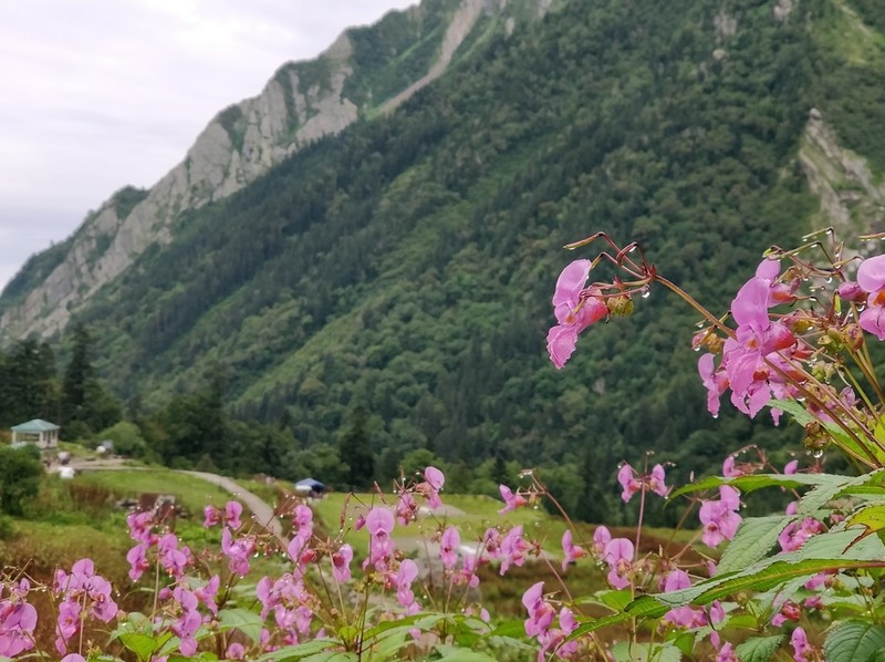 Impatiens sulcata