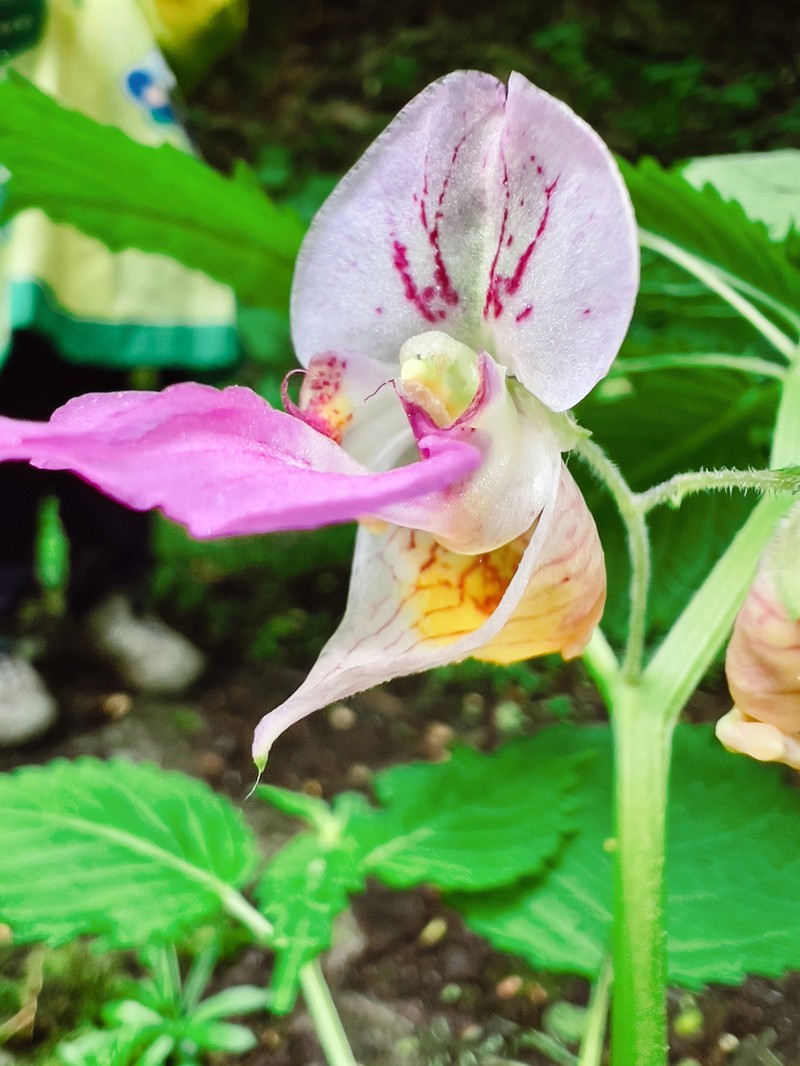 Impatiens sulcata photo 2