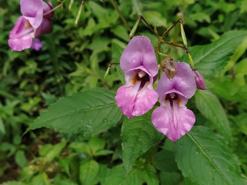 Impatiens sulcata photo 3
