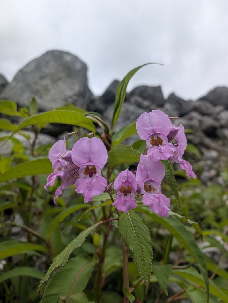 Impatiens sulcata photo 4