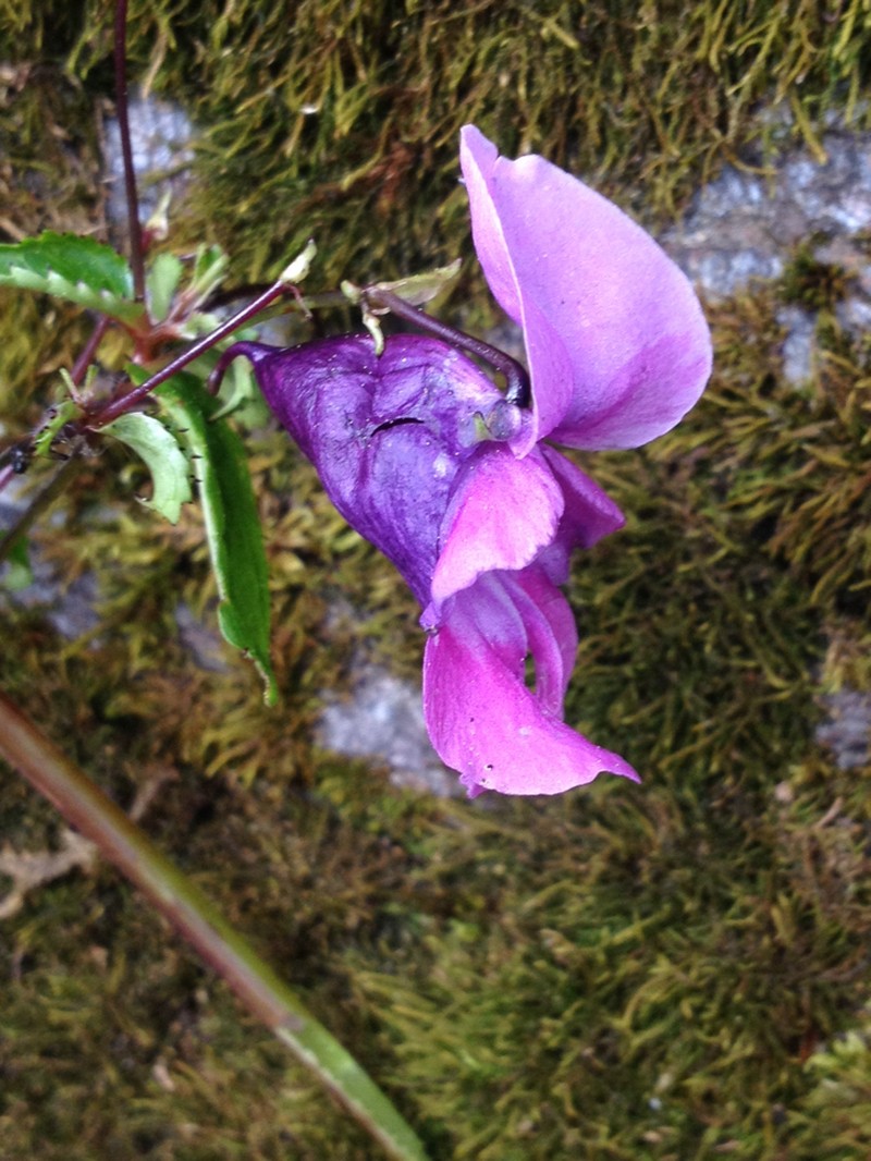 Impatiens sulcata photo 5