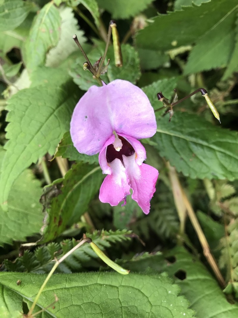 Impatiens sulcata photo 6