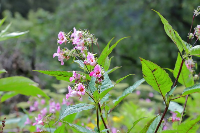 Impatiens sulcata photo 7