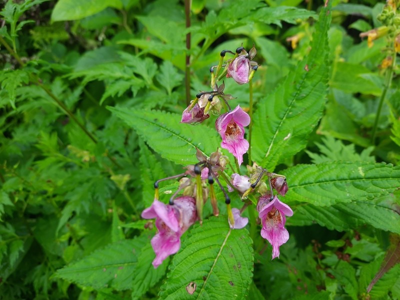 Impatiens sulcata photo 8