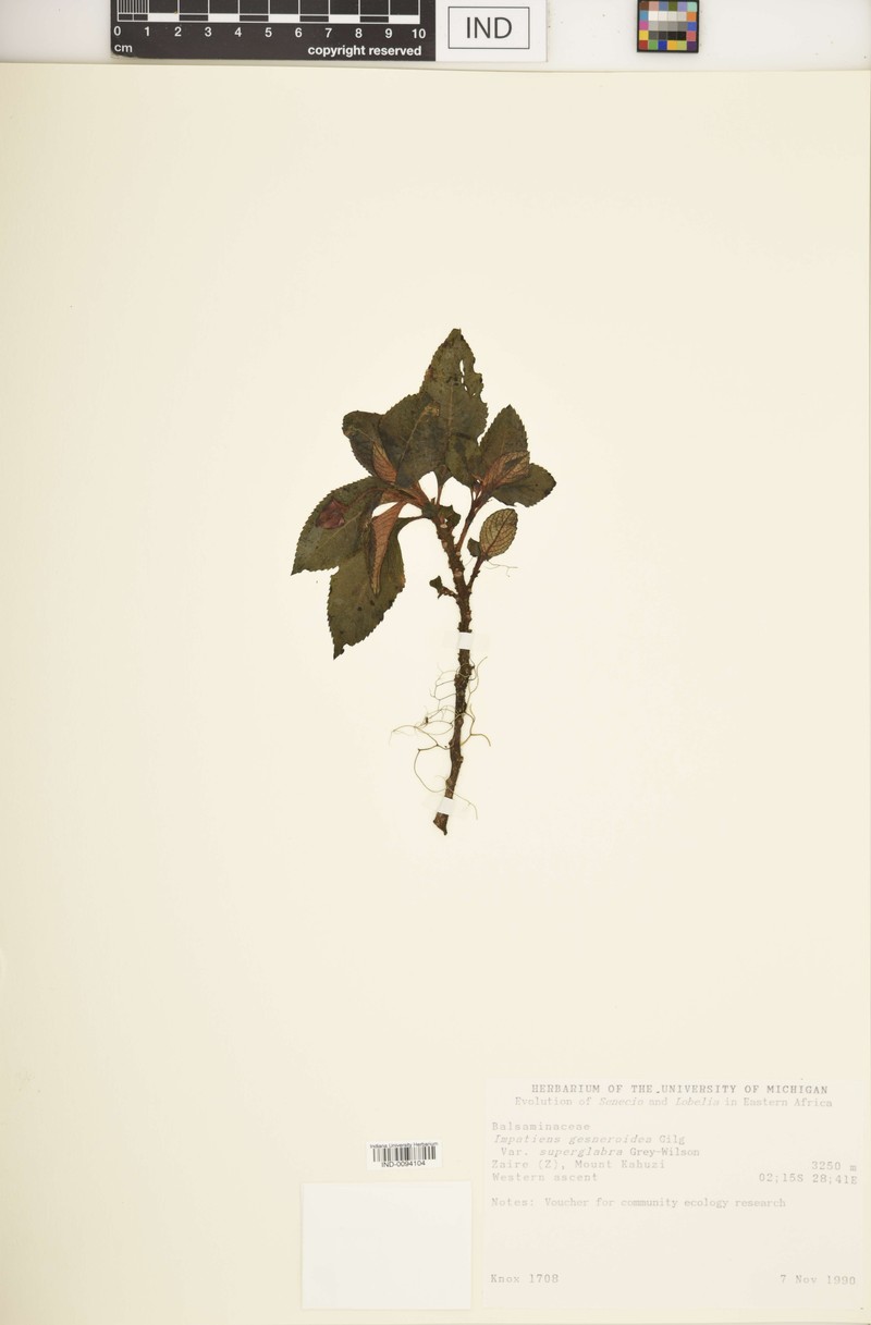 Impatiens superglabra