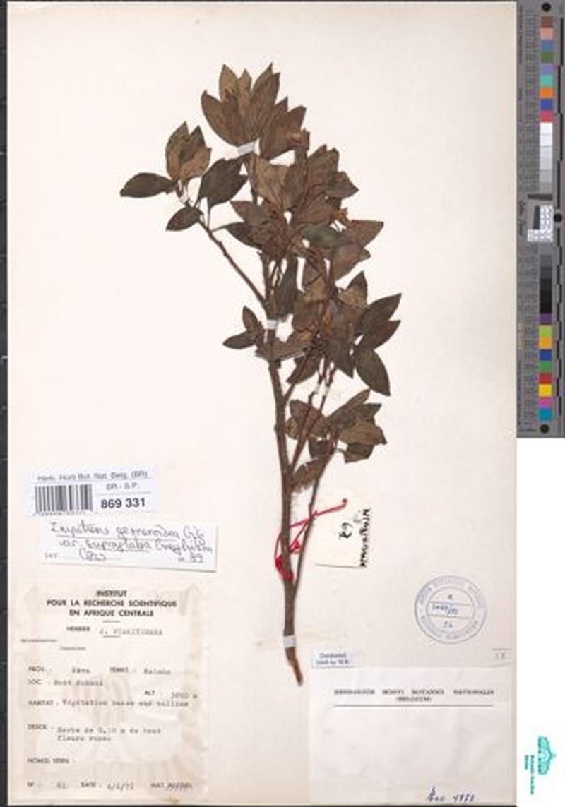 Impatiens superglabra photo 2