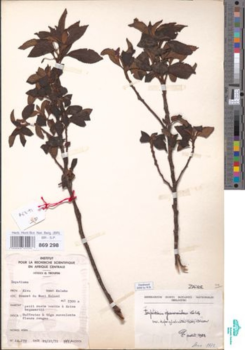 Impatiens superglabra photo 3