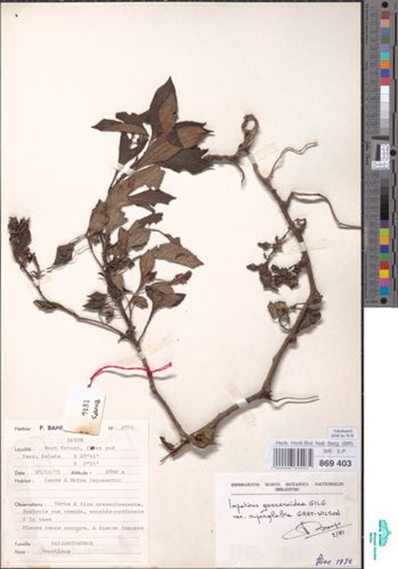 Impatiens superglabra photo 4