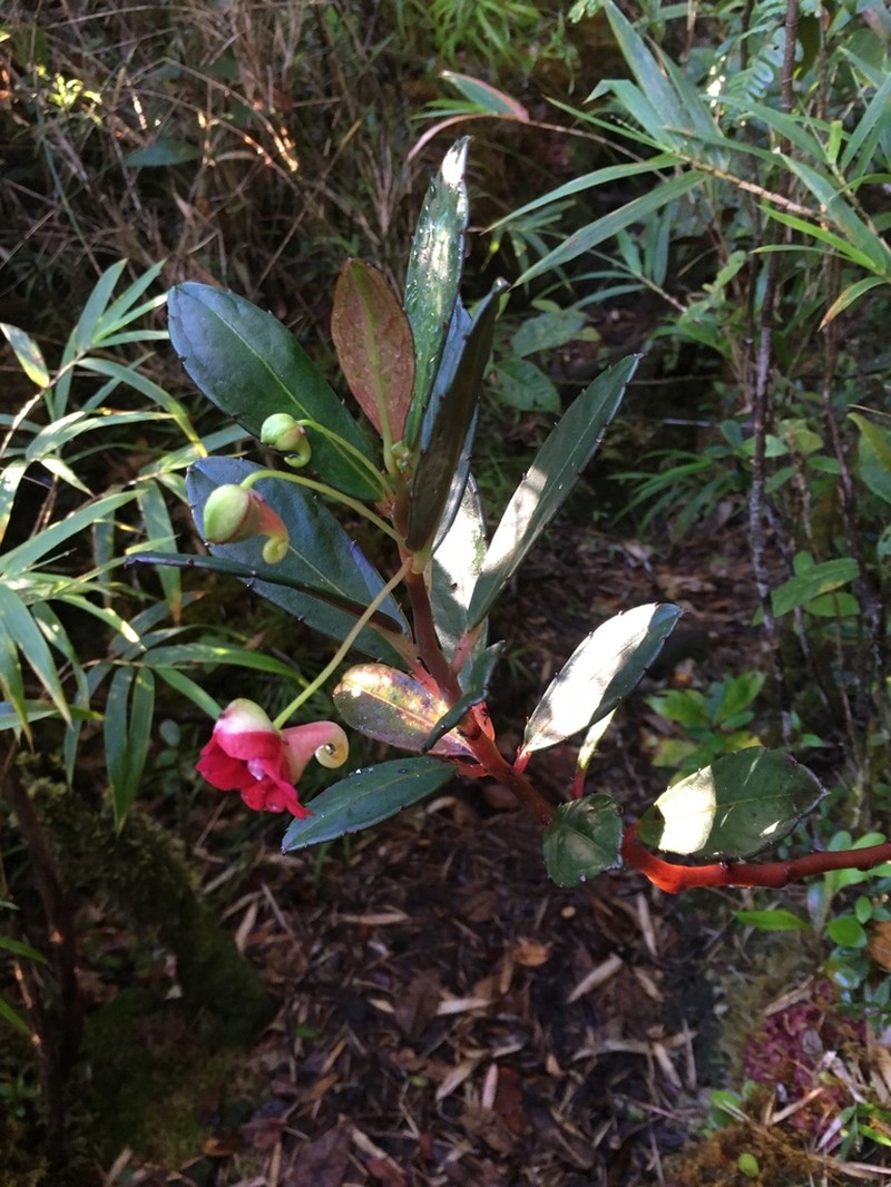 Impatiens susan-nathansoniae