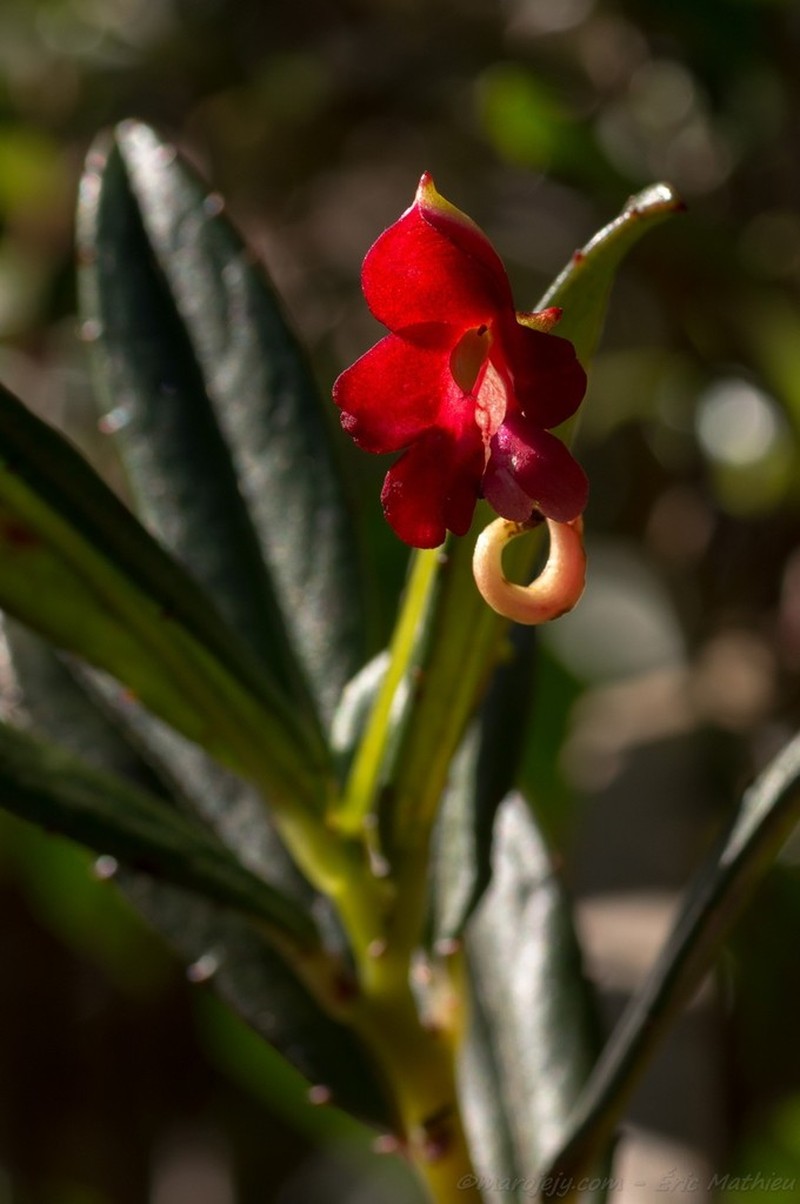 Impatiens susan-nathansoniae photo 2