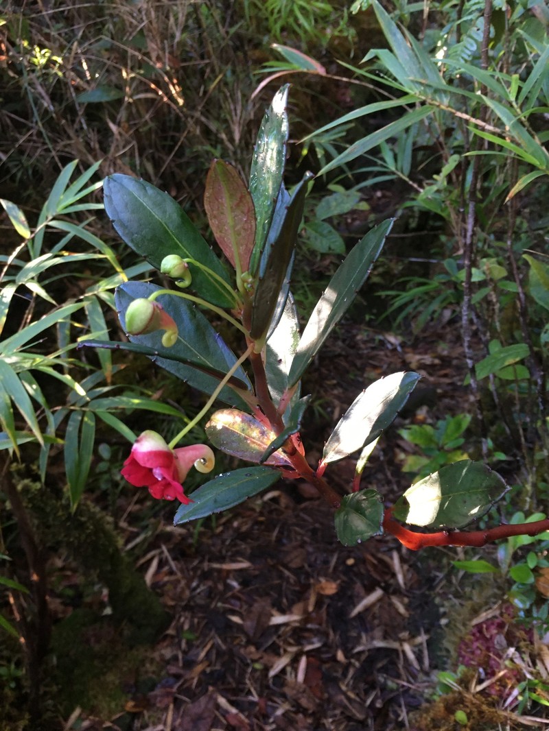 Impatiens susan-nathansoniae photo 3