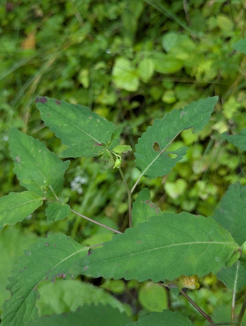 Impatiens sutchuenensis
