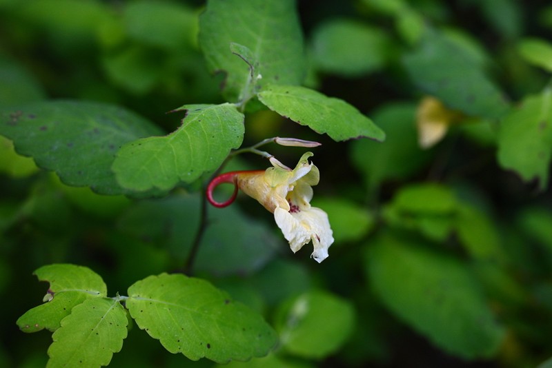 Impatiens sutchuenensis photo 3