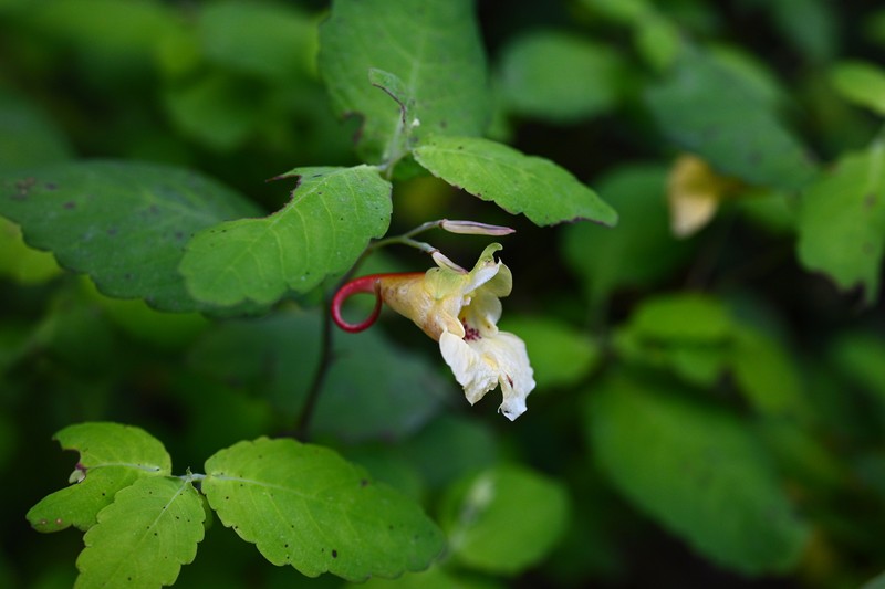 Impatiens sutchuenensis photo 4
