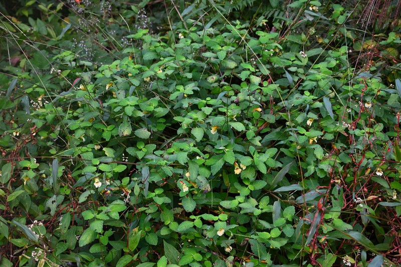 Impatiens sutchuenensis photo 5