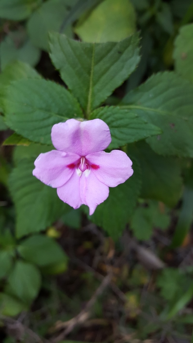 Impatiens sylvicola photo 2