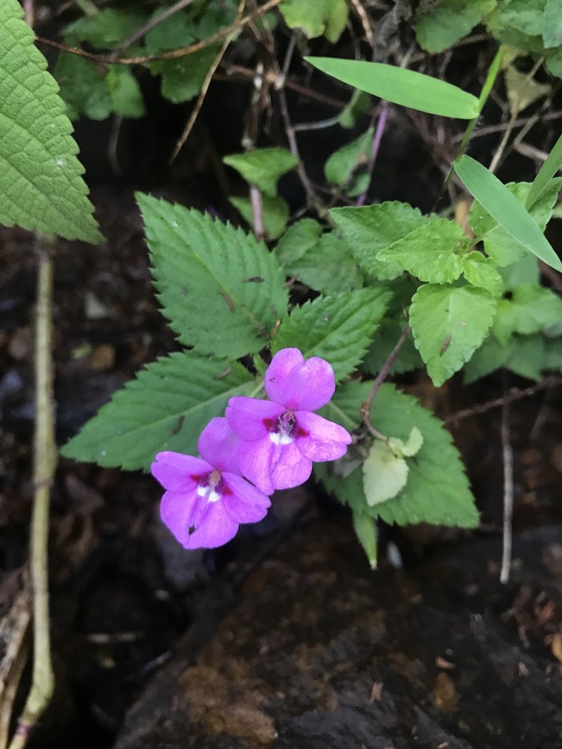 Impatiens sylvicola photo 3