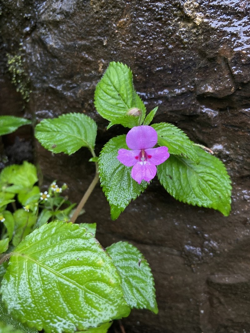 Impatiens sylvicola photo 4