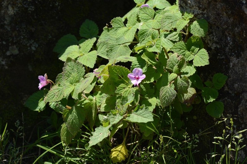 Impatiens sylvicola photo 5