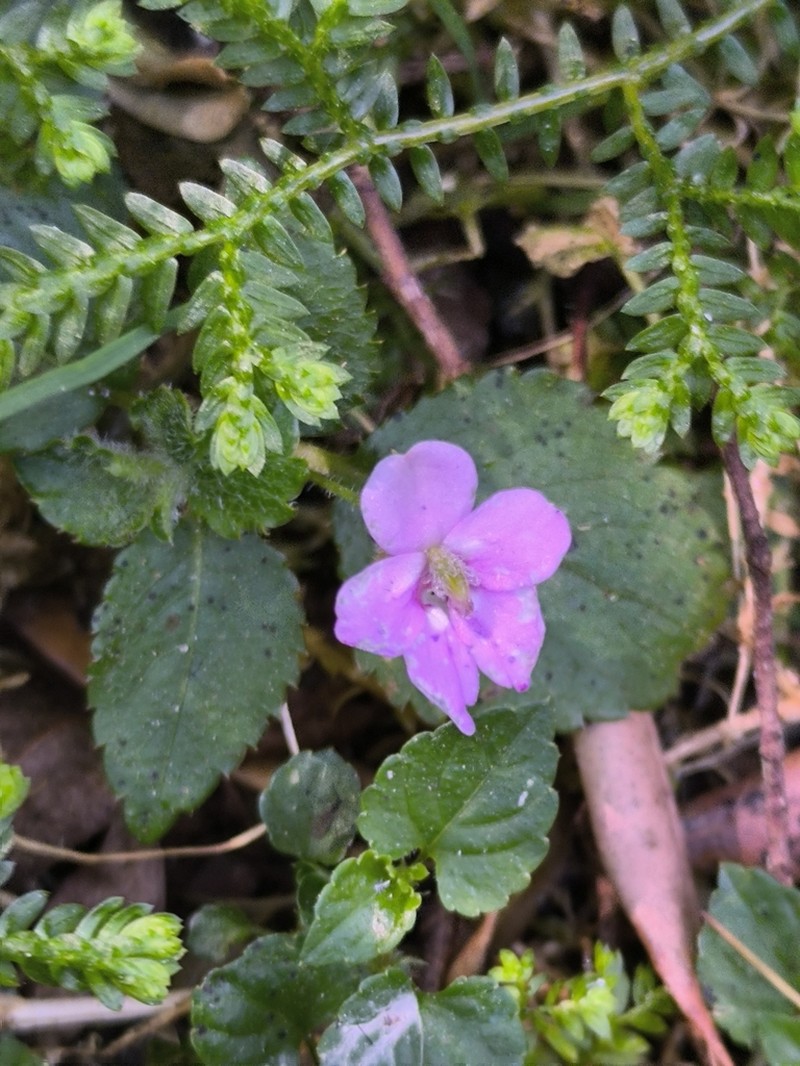 Impatiens sylvicola photo 6