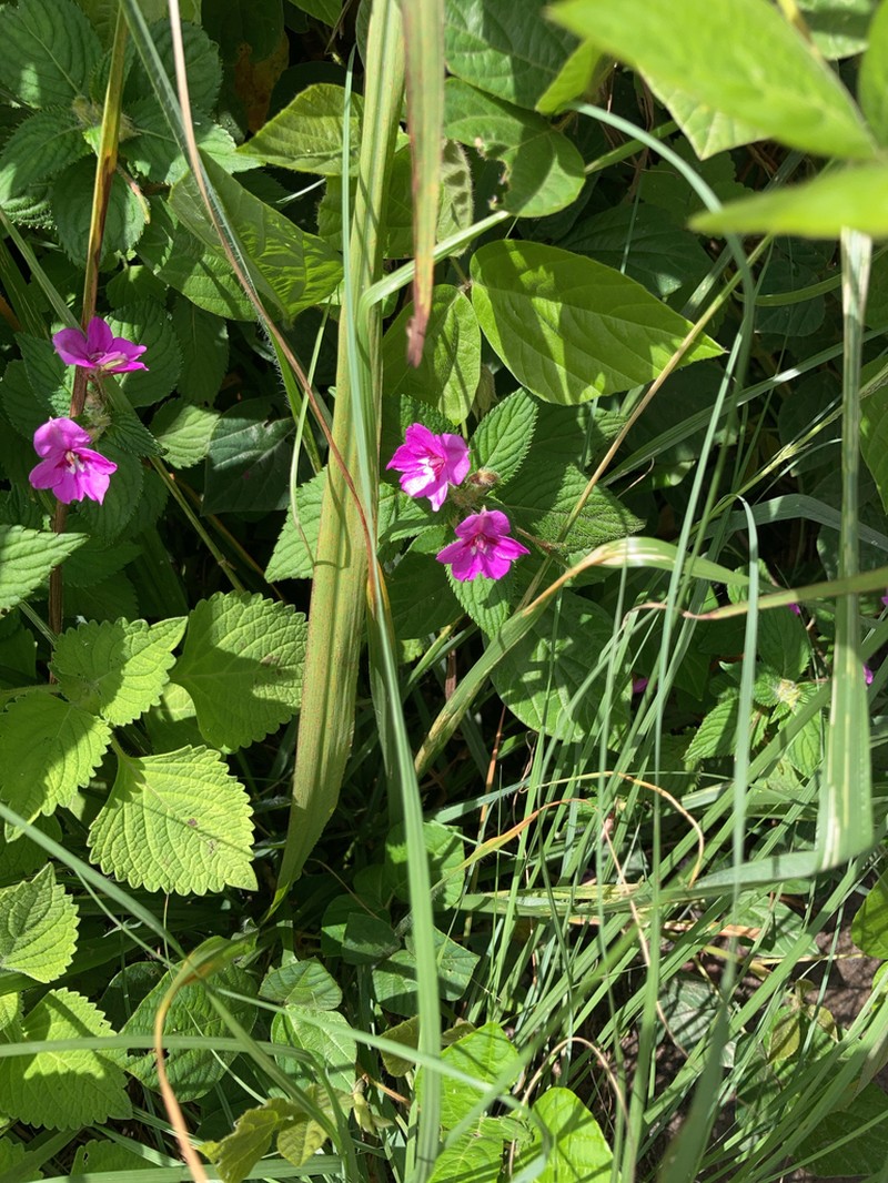 Impatiens sylvicola photo 7