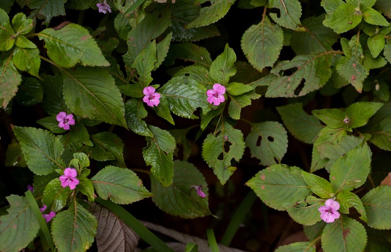 Impatiens sylvicola photo 8
