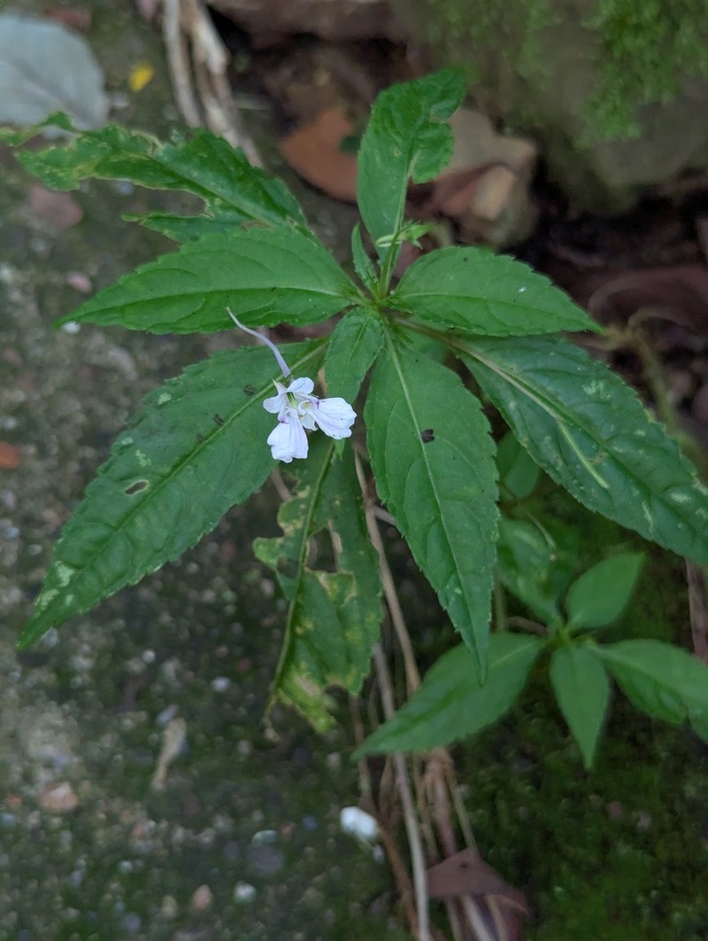 Impatiens taishunensis
