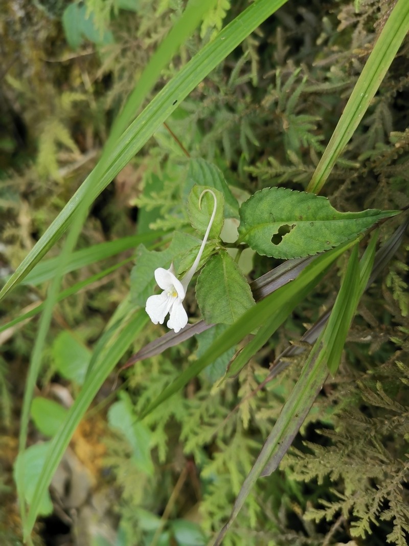 Impatiens taishunensis photo 2