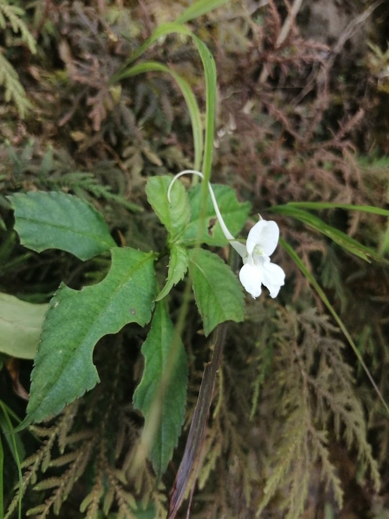 Impatiens taishunensis photo 3