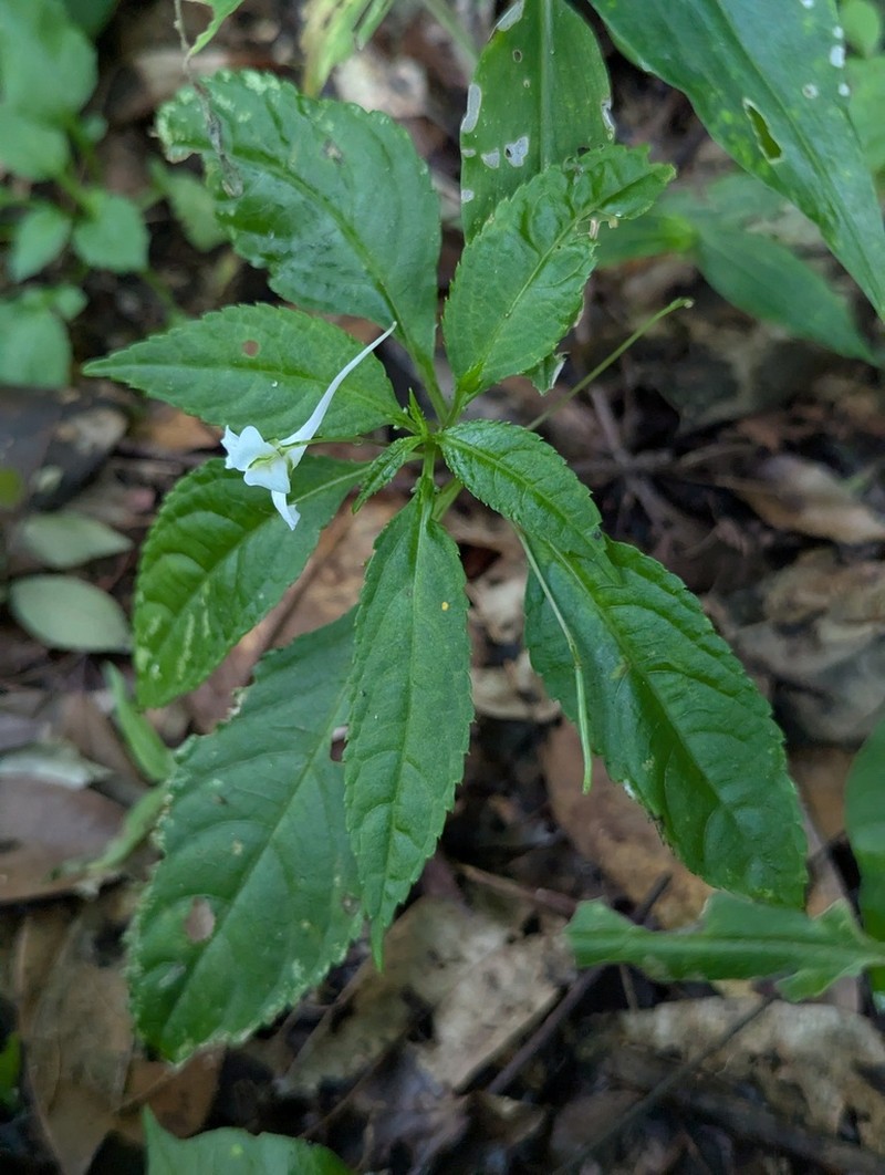 Impatiens taishunensis photo 4