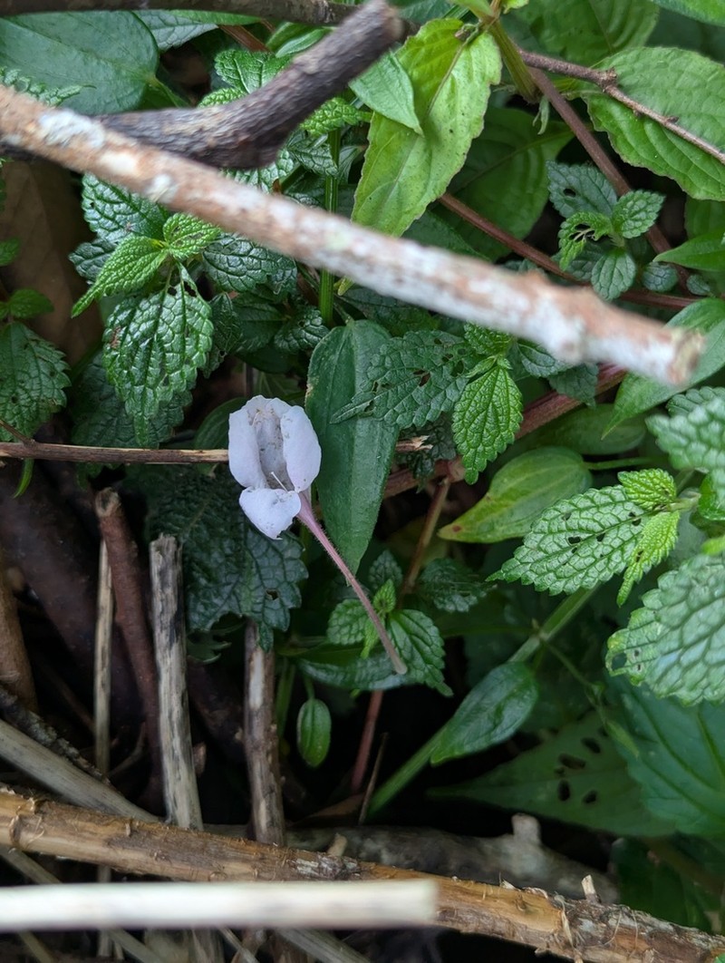 Impatiens taishunensis photo 5