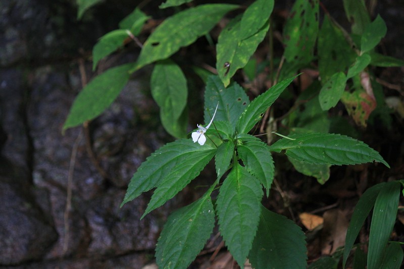 Impatiens taishunensis photo 6