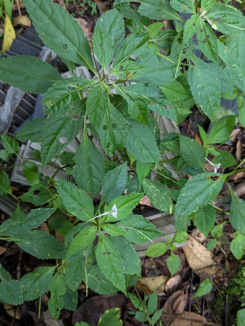 Impatiens taishunensis photo 7