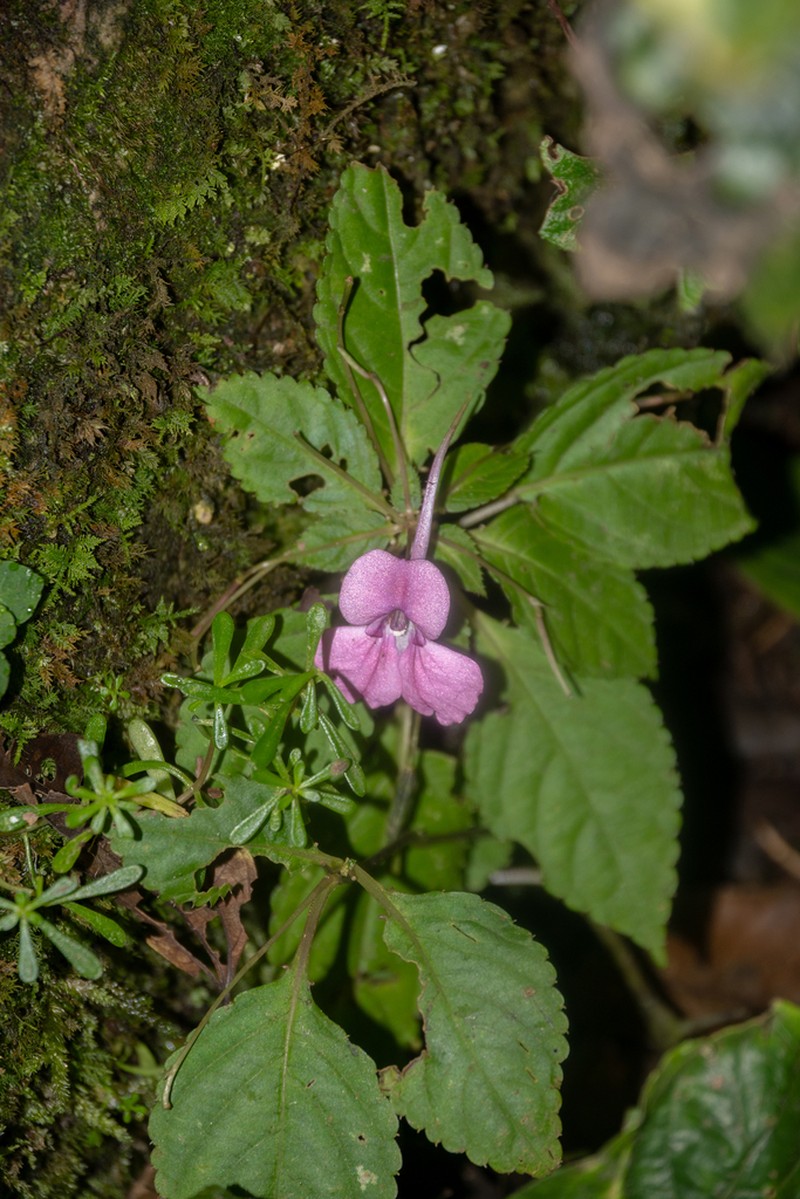 Impatiens taishunensis photo 8