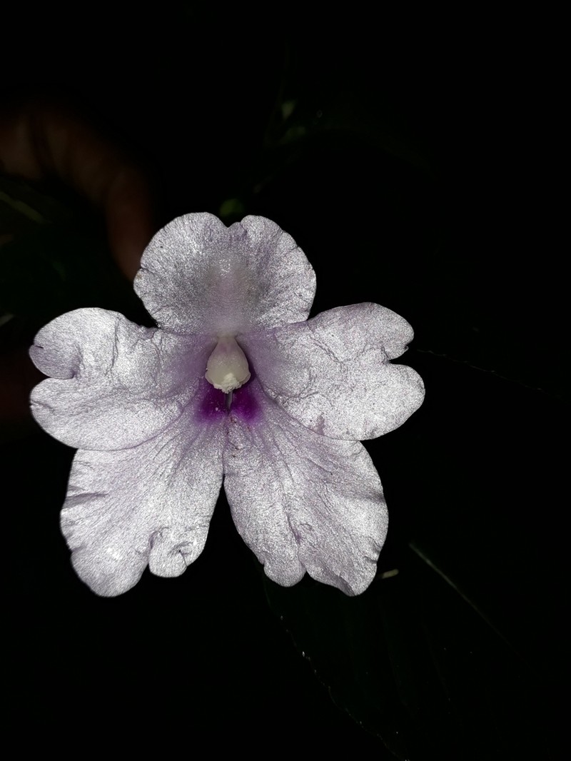 Impatiens talbotii photo 2