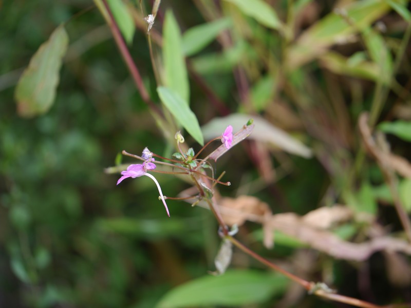 Impatiens talbotii