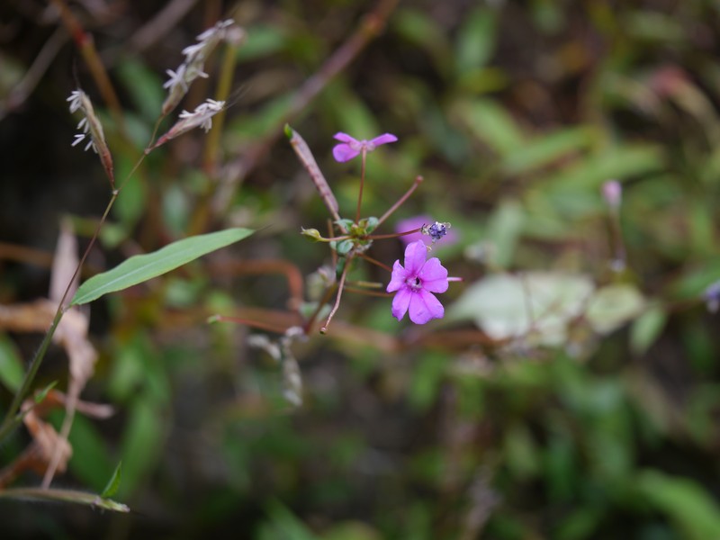 Impatiens talbotii photo 3