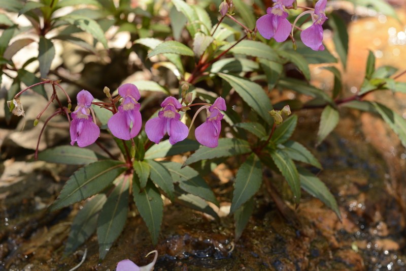 Impatiens tangachee photo 2