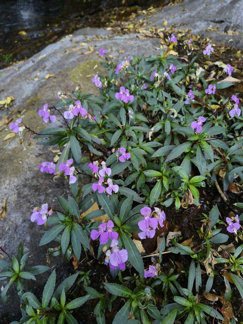 Impatiens tangachee photo 3