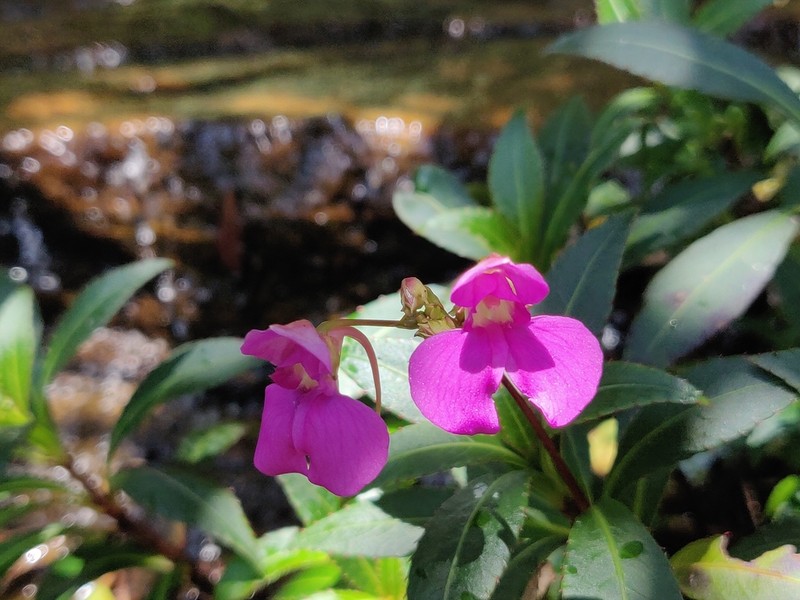 Impatiens tangachee photo 4