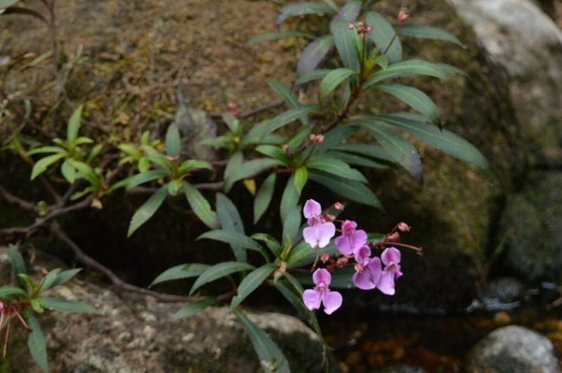 Impatiens tangachee photo 5