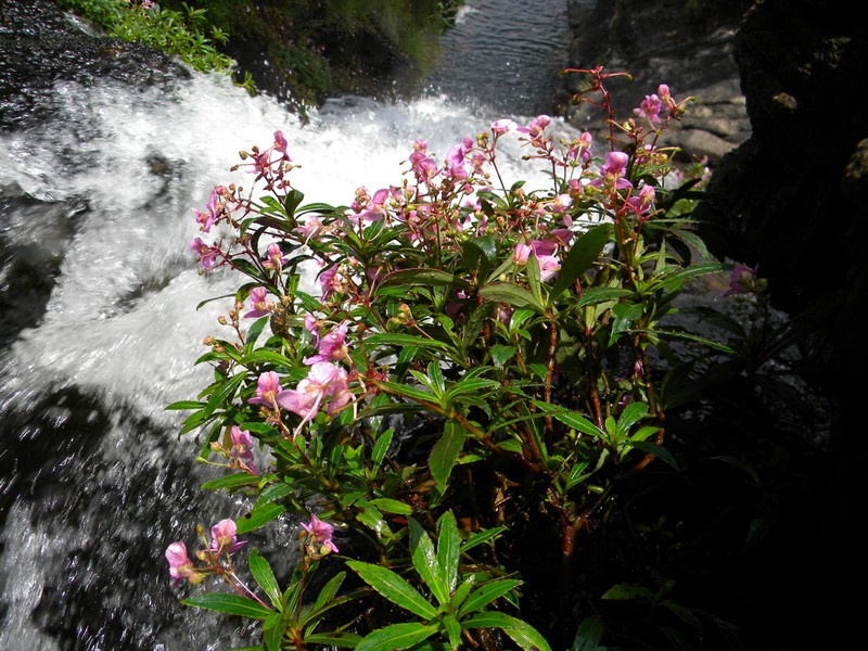 Impatiens tangachee photo 6