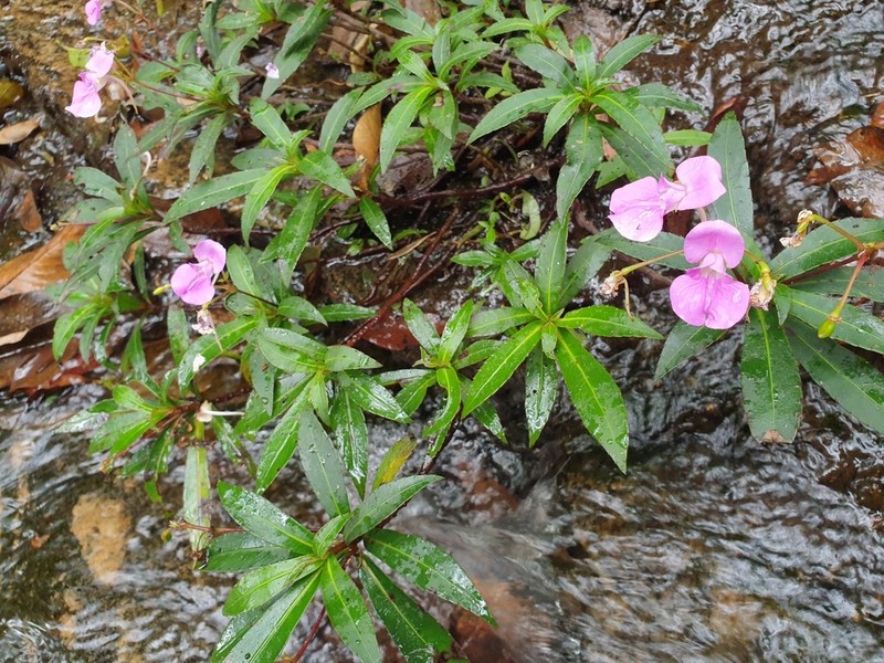 Impatiens tangachee photo 7